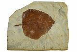 Fossil Leaf (Zizyphoides) - Montana #262761-1